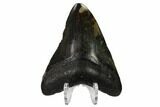 Fossil Megalodon Tooth - South Carolina #164964-2